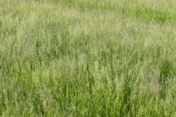 Close-up of tall fescue grass, a deep-rooted cool-season lawn ideal for dog yards, resistant to digging and drought.