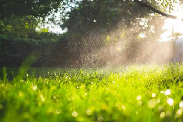 Sunlit lawn being watered by a sprinkler, showing deep hydration of newly laid sod to keep roots healthy.