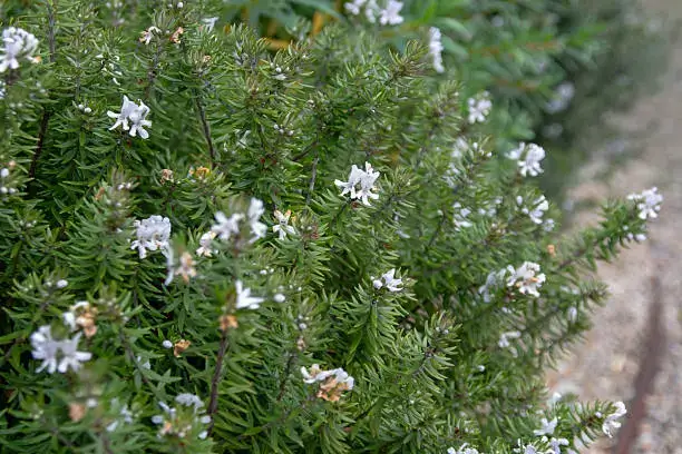 Pool-friendly Westringia native shrub with pale purple blooms for Australian garden hedges