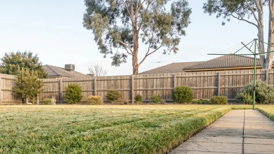 Side view of a domestic lawn maintained at a higher height to protect roots during cold winter months.