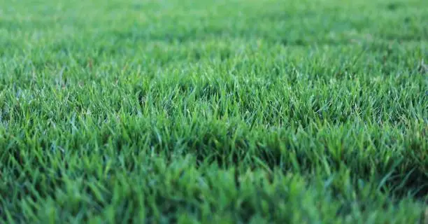 Close-up of dense, soft Zoysia grass, a tough warm-season lawn that resists dog traffic and naturally suppresses weeds.