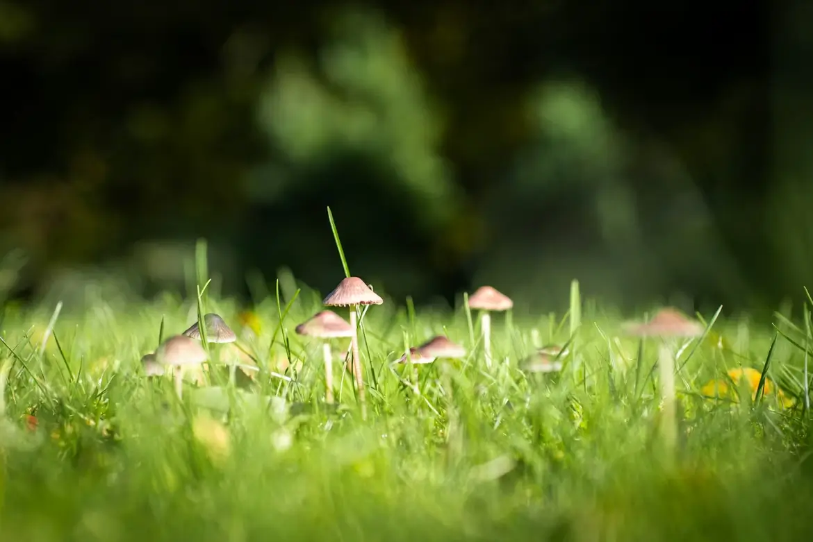 Small wild mushrooms sprouting naturally in green residential lawn grass.
