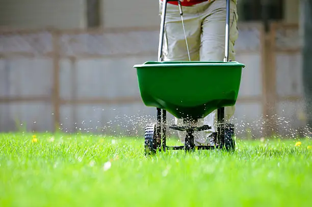 Person using a broadcast spreader to apply fertilizer evenly to a green lawn.