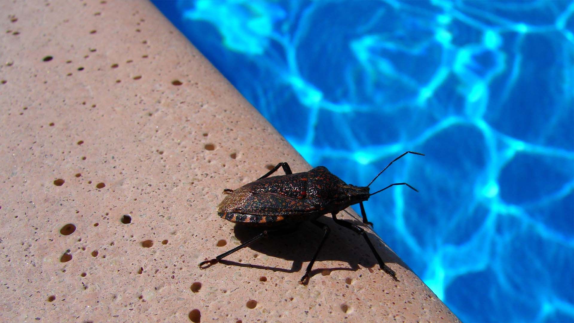 A water bug stands on the pool side