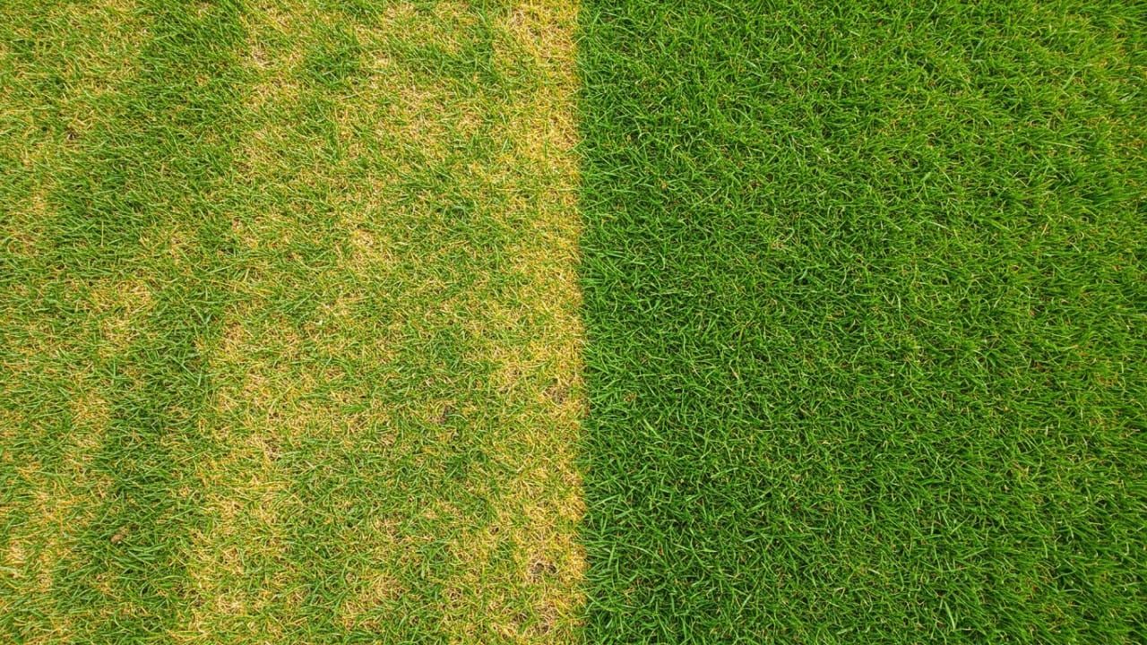 A split view showing yellow streaks of fertilizer burn on grass next to a healthy recovering green lawn.