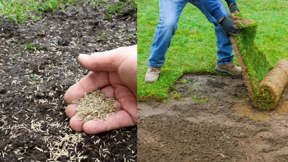 comparison of hand sowing grass seed and laying sod rolls for lawn installation.