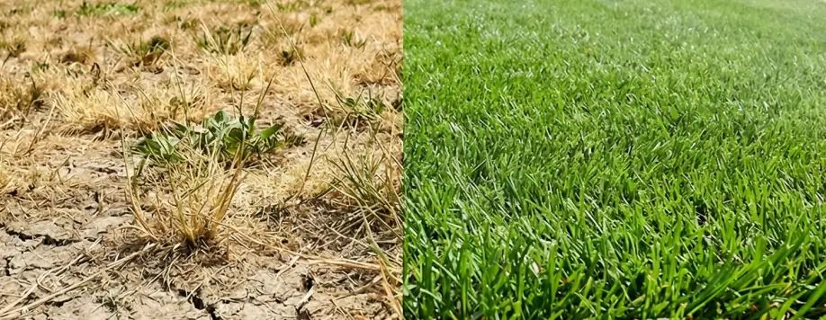 Split image showing dry cracked soil with yellow grass on the left versus healthy green lawn with good soil moisture retention on the right.