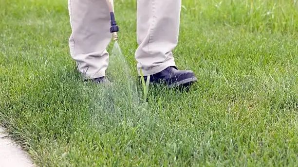 Person spraying post-emergent herbicide on crabgrass in a lawn.