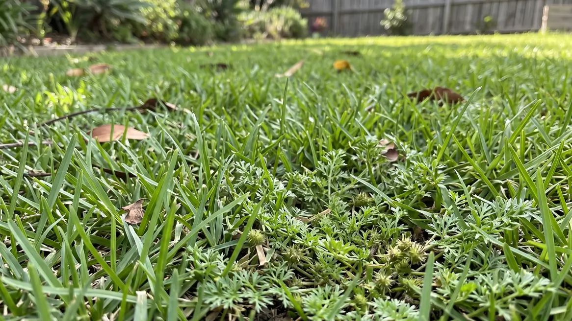 Closeup of bindi weeds with sharp seed heads growing among green lawn grass in an Australian backyard.
