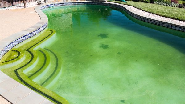 a pool with green thing float in it