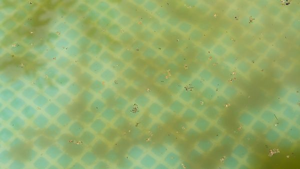How to Get Rid of Brown Dust on the Bottom of a Pool?
