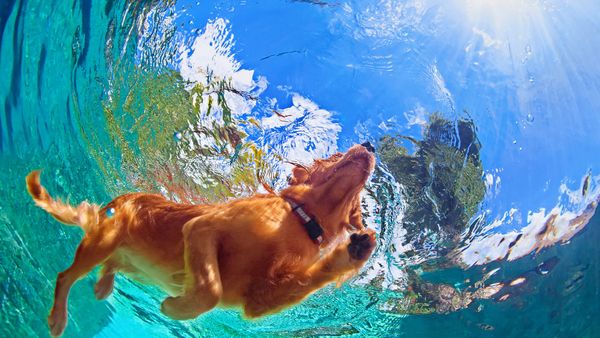 a golden retriever dog swimming in a clear blue pool, with its head turned to the surface