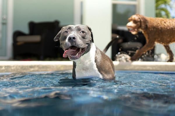 Pet dog playing in swimming pool