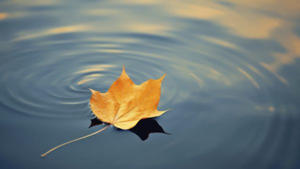 Single autumn leaf creating ripples on pool water, emphasizing debris removal in winter pool maintenance.