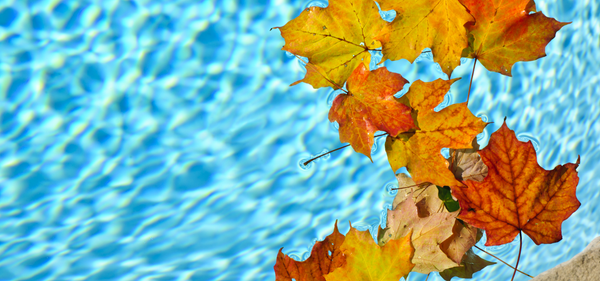 Autumn leaves floating in swimming pool highlighting fall pool maintenance and debris prevention tips.