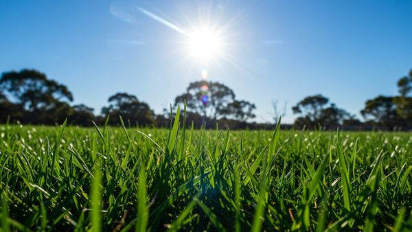 A lush green drought-tolerant lawn thriving under a hot bright sun during summer.