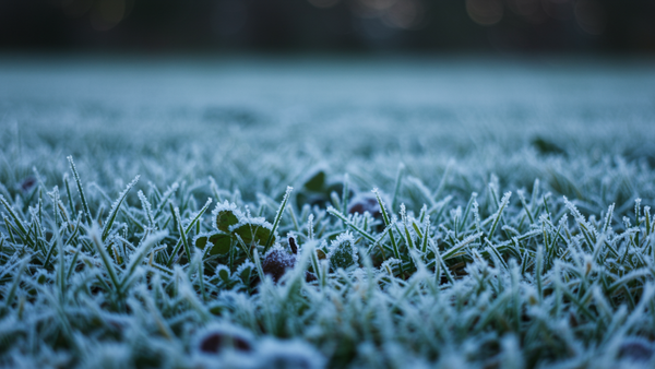 When Is It Too Late to Spray for Weeds? A Seasonal Guide for Smarter Lawn Care