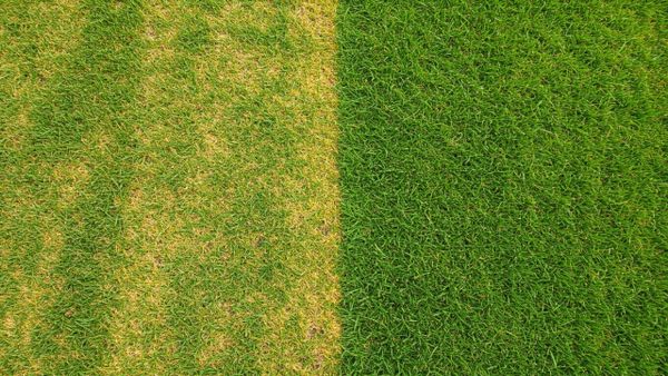 A split view showing yellow streaks of fertilizer burn on grass next to a healthy recovering green lawn.