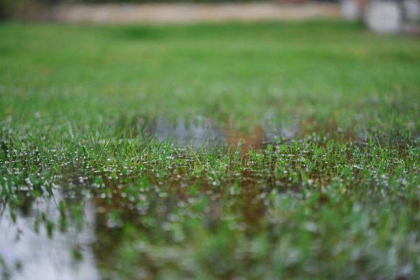 Standing water puddles on a lawn due to overwatering, indicating potential root suffocation and rot.