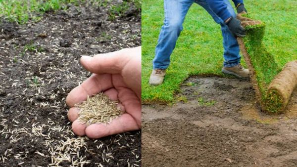 comparison of hand sowing grass seed and laying sod rolls for lawn installation.