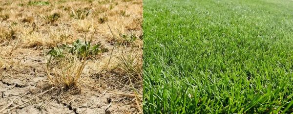 Split image showing dry cracked soil with yellow grass on the left versus healthy green lawn with good soil moisture retention on the right.