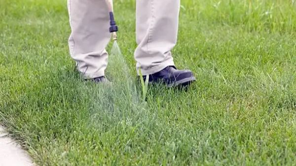 Person spraying post-emergent herbicide on crabgrass in a lawn.