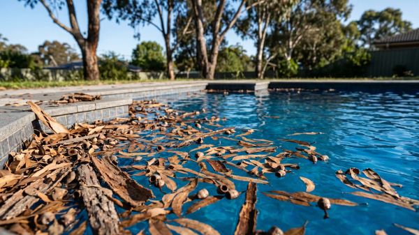 Swimming pool covered with floating eucalyptus leaves, gum nuts and bark debris, showing the heavy leaf debris problem that needs a specialized pool cleaner.