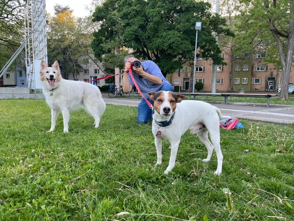 2 Hunde, ein Fotograf, wäre hier zu sehen, wenn die Darstellung Fotos erlauben würde.