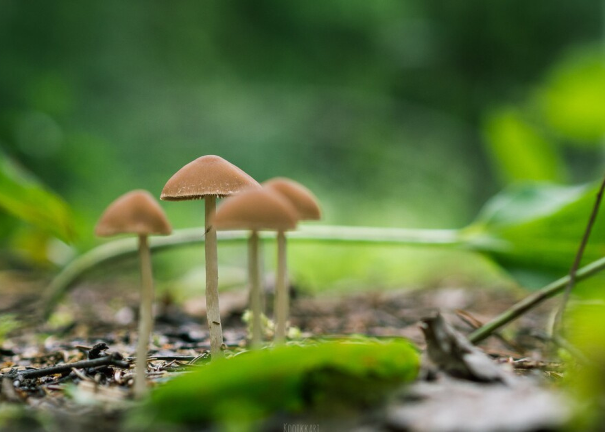 A Comprehensive Review Of The Best Mushroom For Anxiety