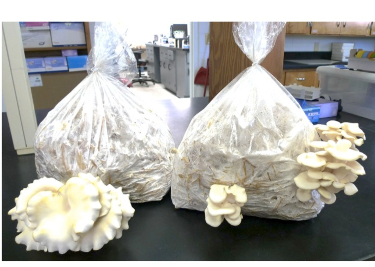 Everything You Need To Know About The Best Mushroom Grow Bags
