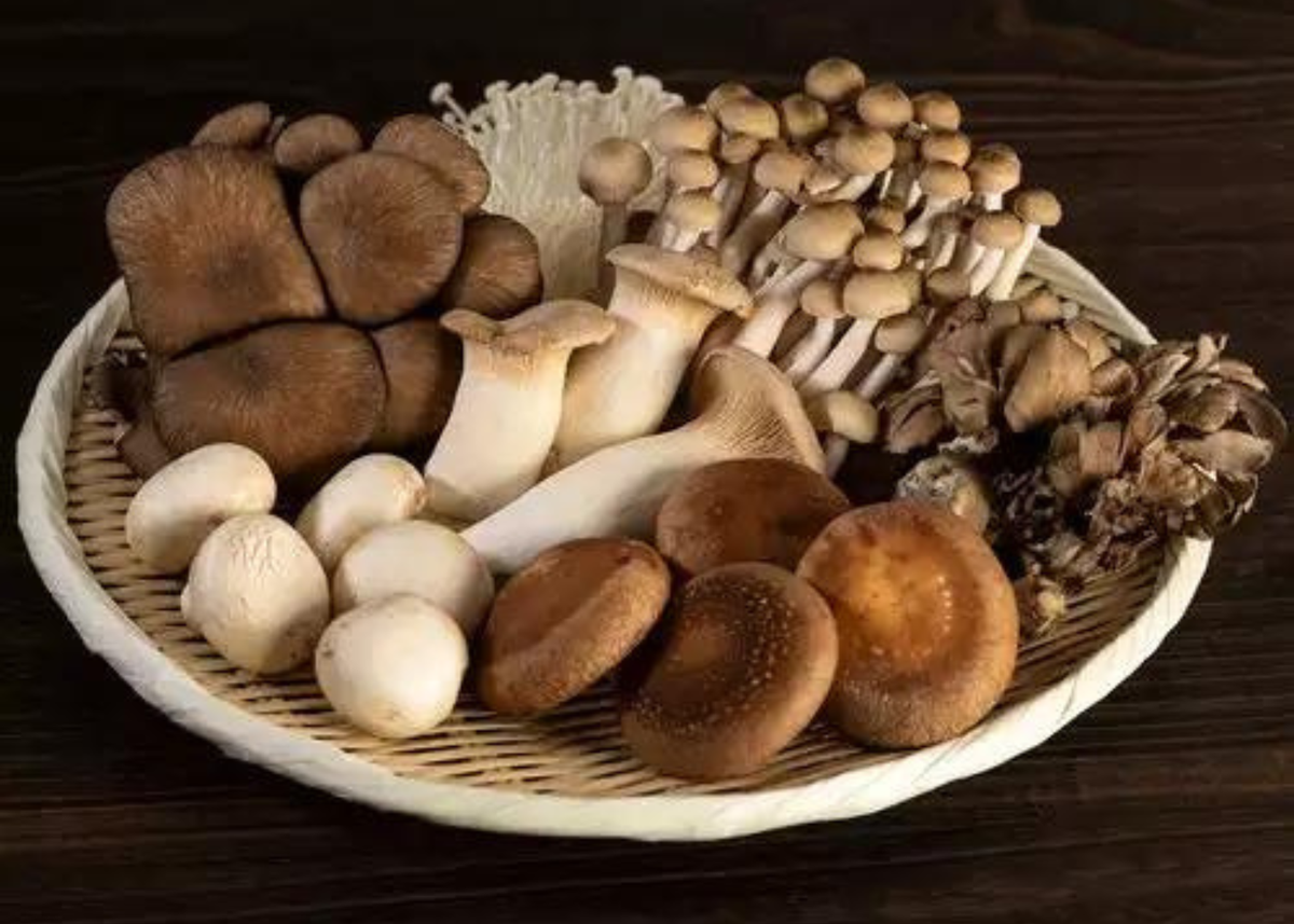 A Detailed Review Of The Best Mushroom Identification Book