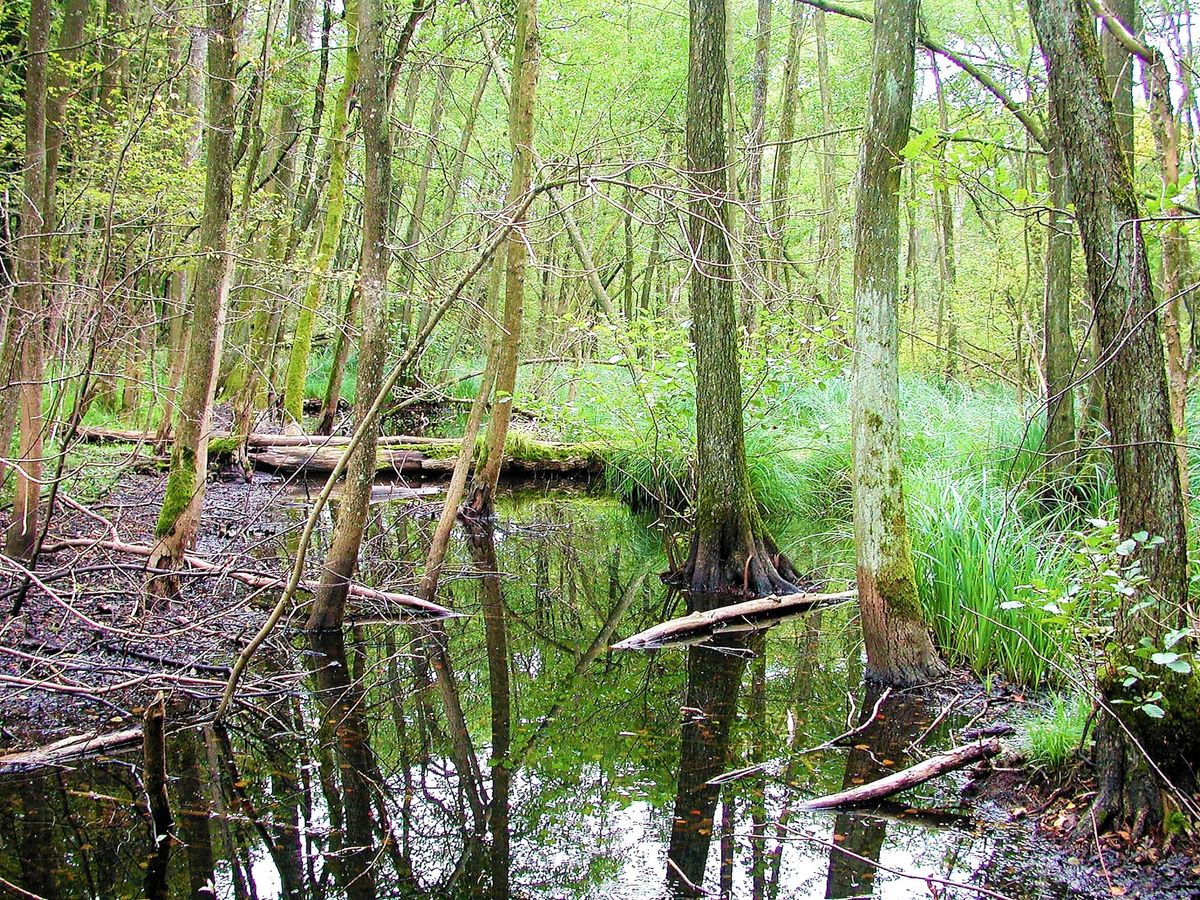 Pro Natura Aargau freut sich: "Grosser Rat packt Klimawandel an - Wald geht voran"