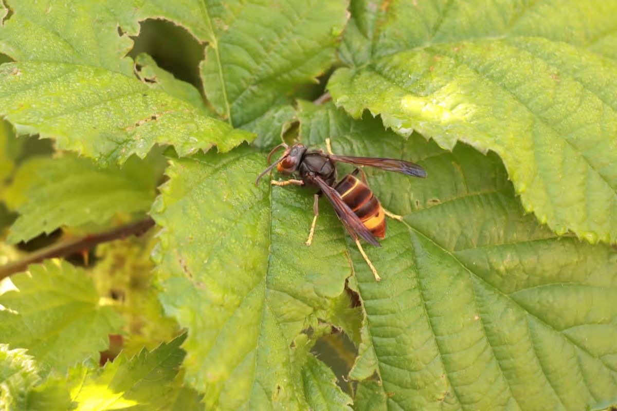 Asiatische Hornisse: Bevölkerung soll Primärnester melden