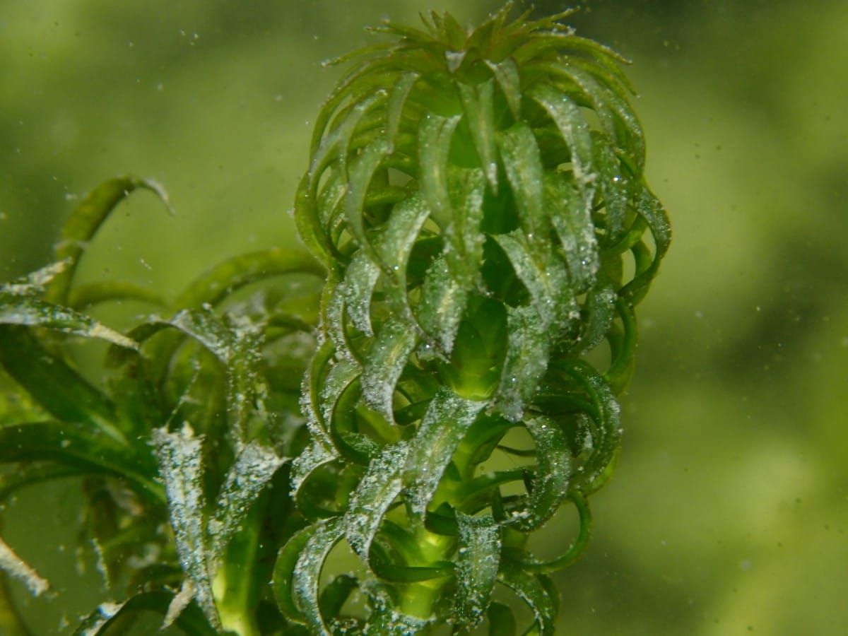 Ferien nahen: Achtung, Aquarium- und Gartenteichlebewesen gehören nicht in unsere Gewässer