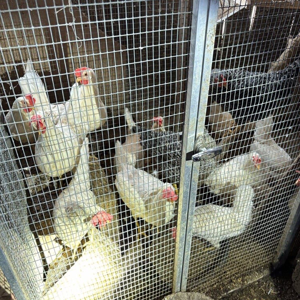 Video zeigt wie Hühner in einem Schopf vegetieren mussten - Veterinärdienst schreitet ein