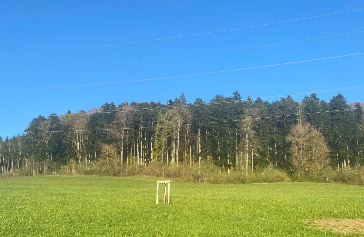 Grosse Waldbrandgefahr: Feuerverbot im Aargau im Wald und am Waldrand