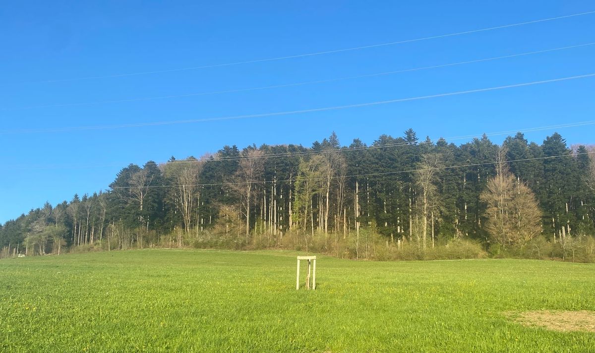 Bedingtes Feuerverbot im Wald und am Waldrand aufgehoben