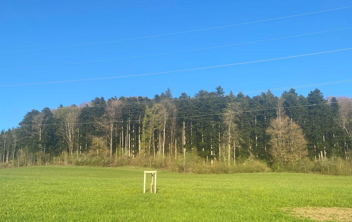 Kanton stuft Waldbrandgefahr nach Regen und aufgrund tiefer Temperaturen zurück