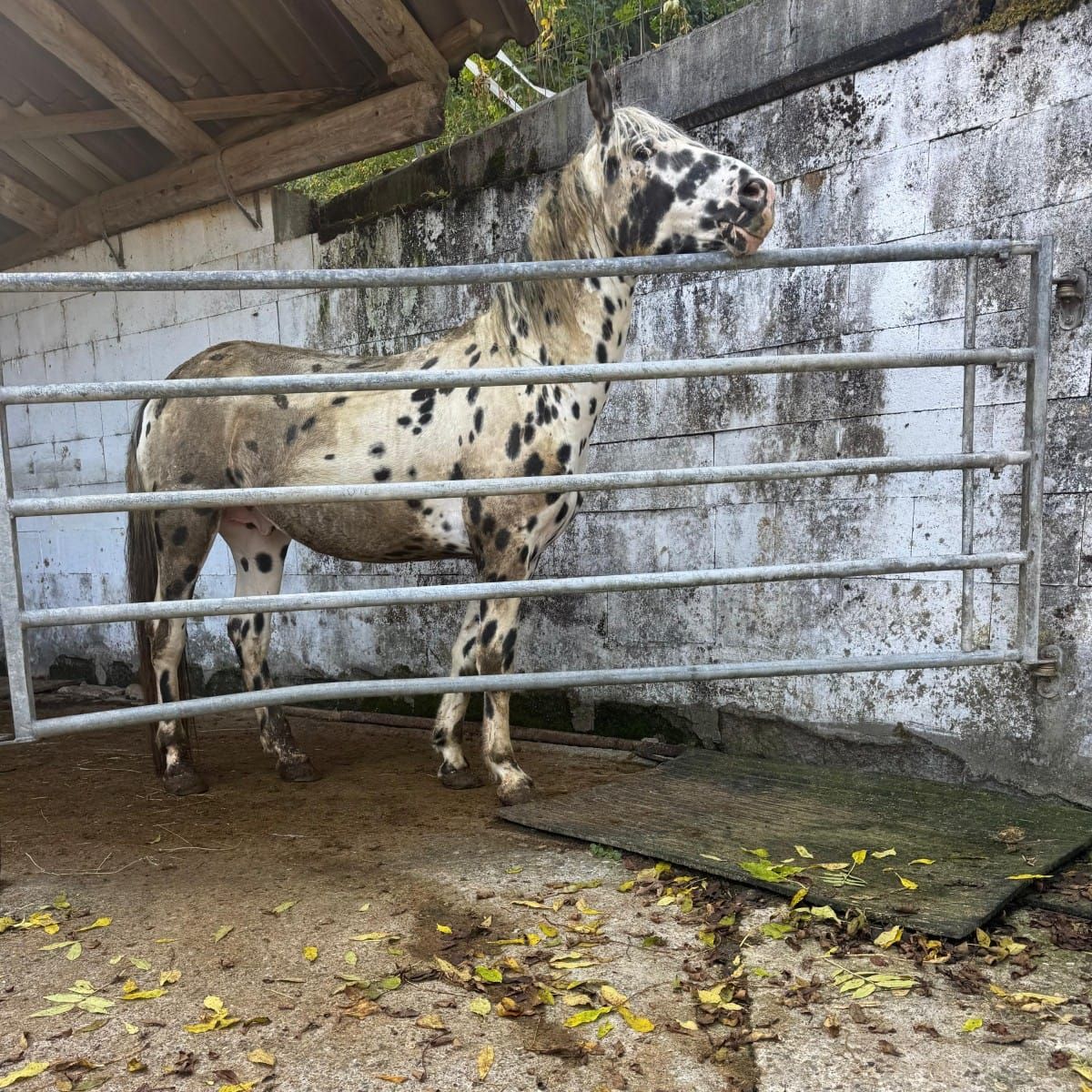 Veterinärdienst beschlagnahmt im Fricktal 13 Pferde und 40 Hunde
