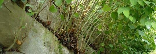 Kritik an ungenügender SBB-Pflege der Flächen entlang der Bahn - wie reagiert der Aargau?