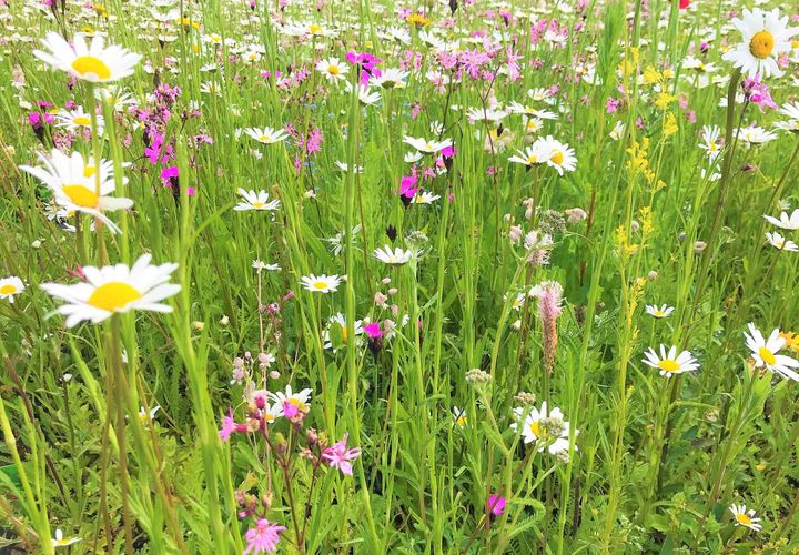 2. Etappe Natur Programm 2030: Pro Natura will mindestens 25 Mio.