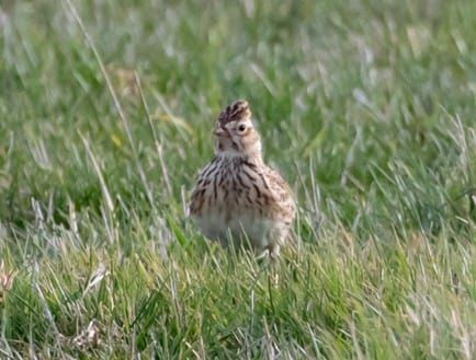 Pro Natura bittet im Birrfeld um Rücksicht gegenüber Feldlerchen - Hunde bitte freiwillig an die Leine