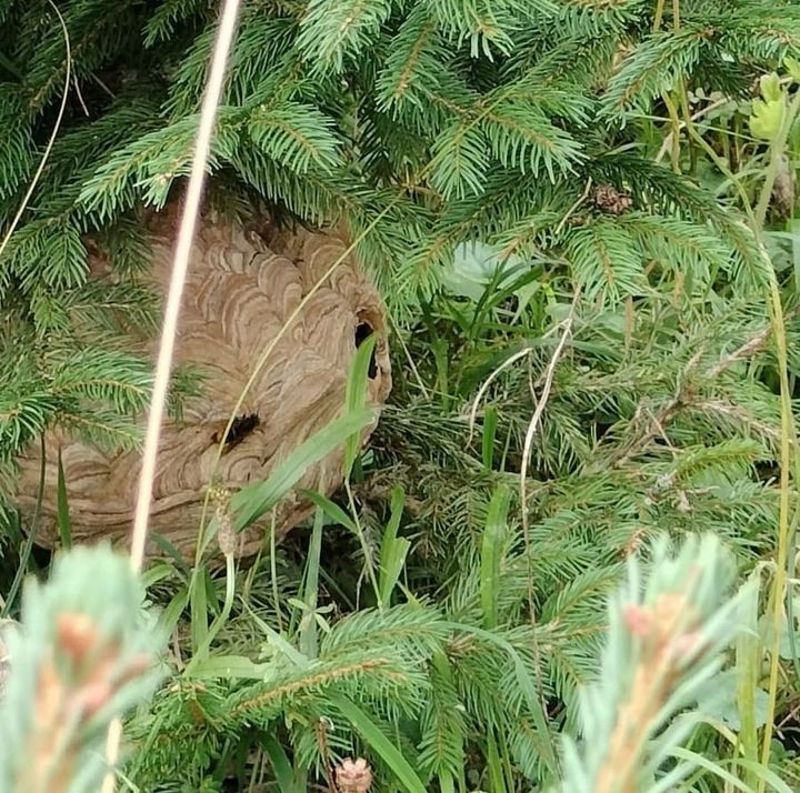 Asiatische Hornisse – Kanton hofft auf Unterstützung der Bevölkerung