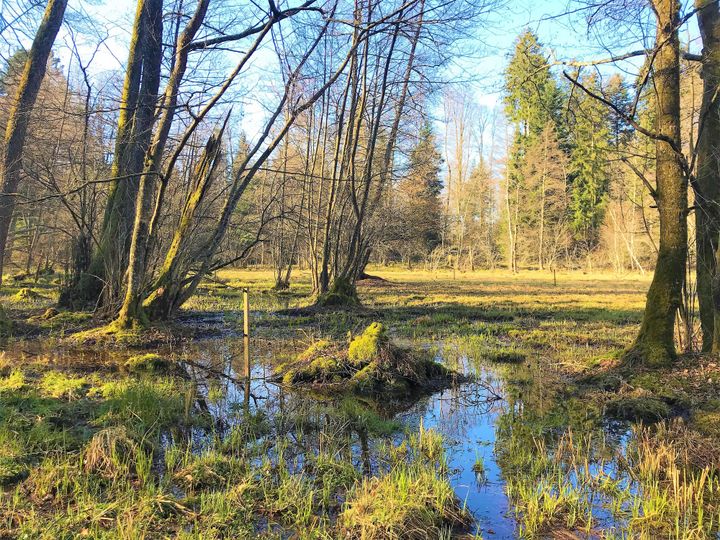 Weitere 8,75 Millionen Franken für Naturschutzprogramm Wald