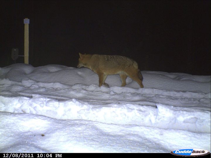 Fotofallen im Aargau: tappt ein Goldschakal hinein?