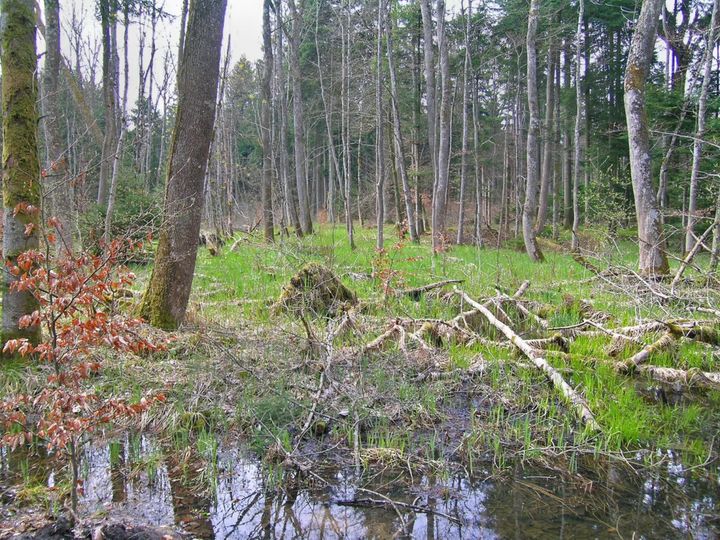 Modellierung zeigt Potenzial entwässerter Gebiete für die Wiedervernässung im Wald - auf der Basis von Freiwilligkeit