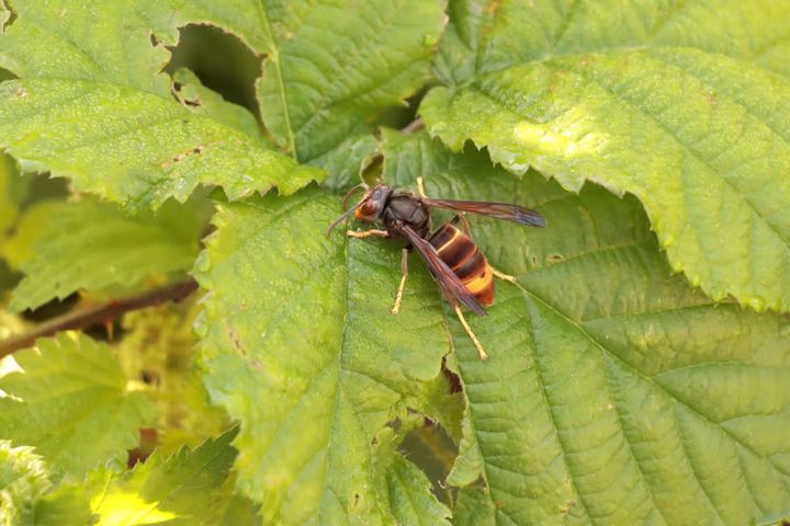 Asiatische Hornisse: Bevölkerung soll Primärnester melden
