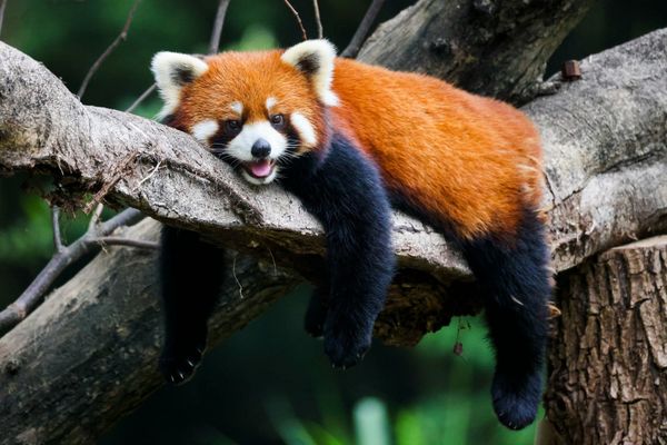 Picture of a red panda lying on a branch