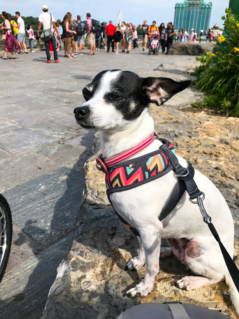 Dogs in Niagara Falls Road Trip