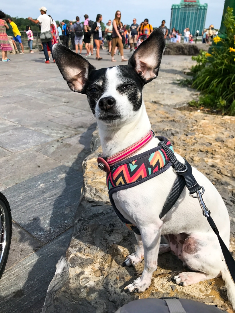 Dogs on Niagara Falls Road Trip